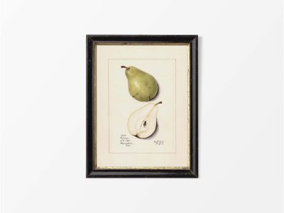 Pear Vintage Art Print