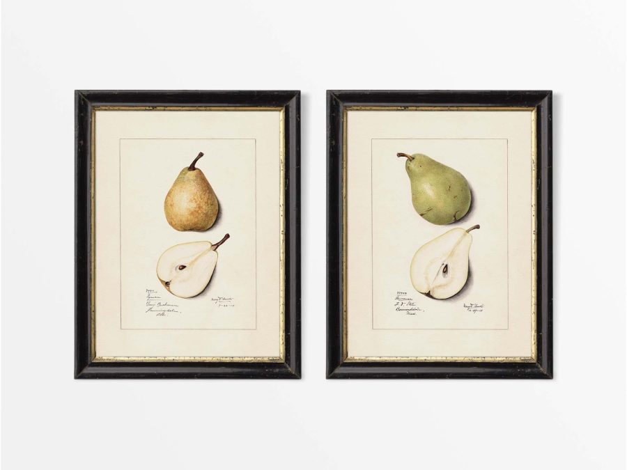 Pears (Set of Two) Vintage Art Prints
