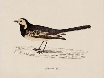Pied Wagtail Vintage Art Print