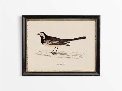 Pied Wagtail Vintage Art Print