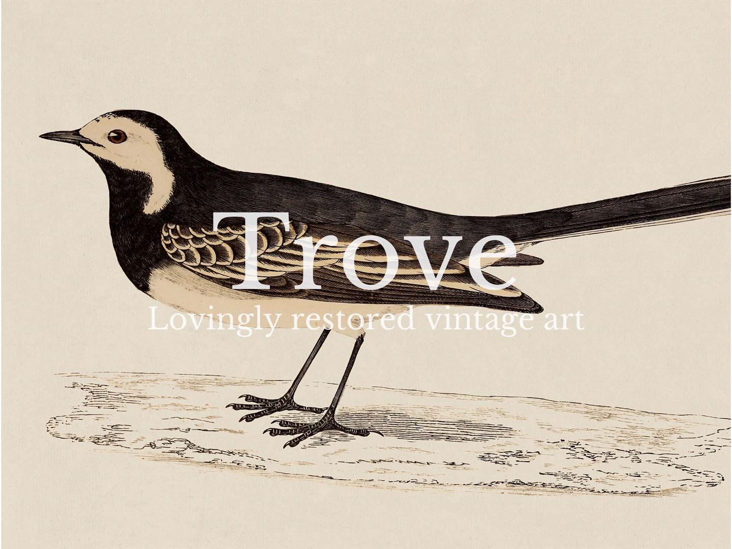 Pied Wagtail Vintage Art Print