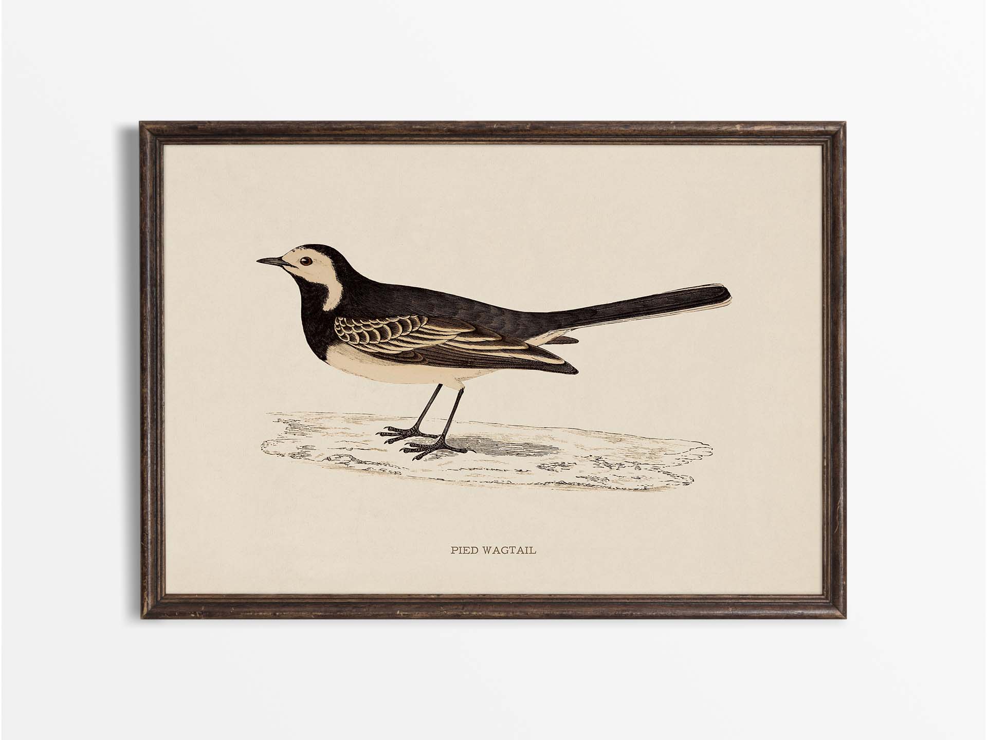 Pied Wagtail Vintage Art Print