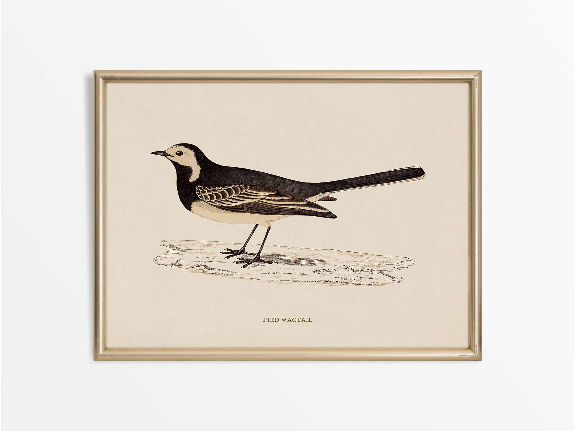 Pied Wagtail Vintage Art Print