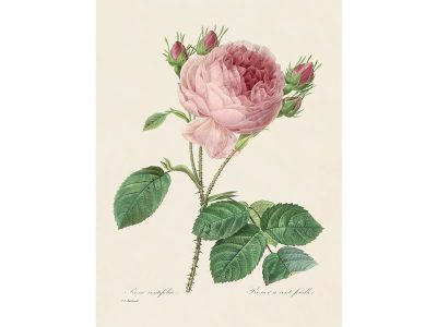 Pink Roses III Vintage Art Print