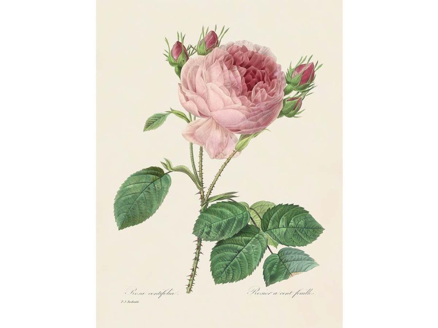 Pink Roses III Vintage Art Print
