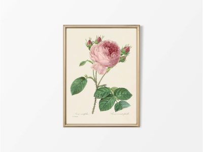 Pink Roses III Vintage Art Print