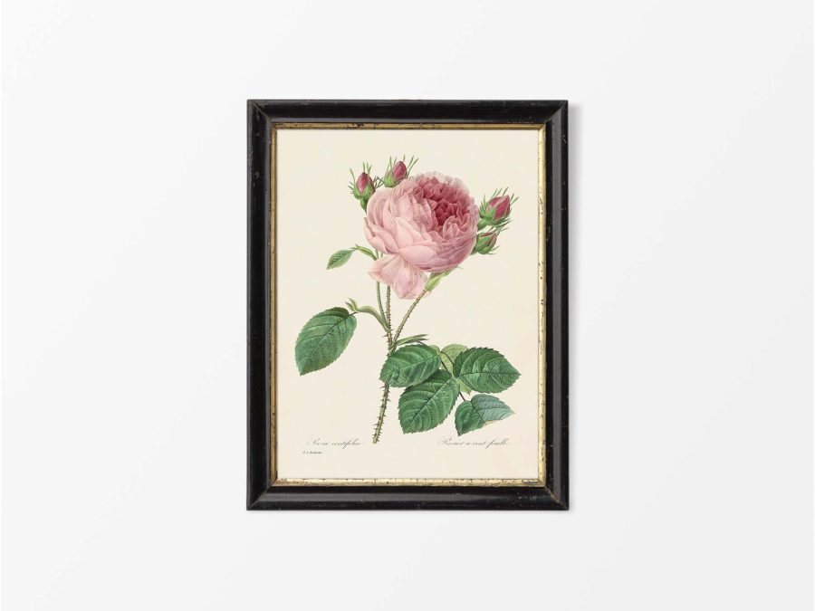 Pink Roses III Vintage Art Print