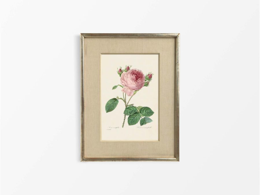 Pink Roses III Vintage Art Print