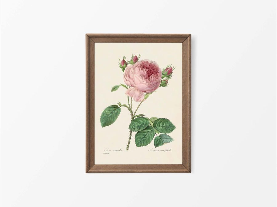 Pink Roses III Vintage Art Print