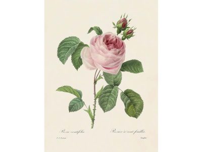 Pink Roses IV Vintage Art Print