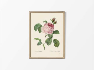 Pink Roses IV Vintage Art Print