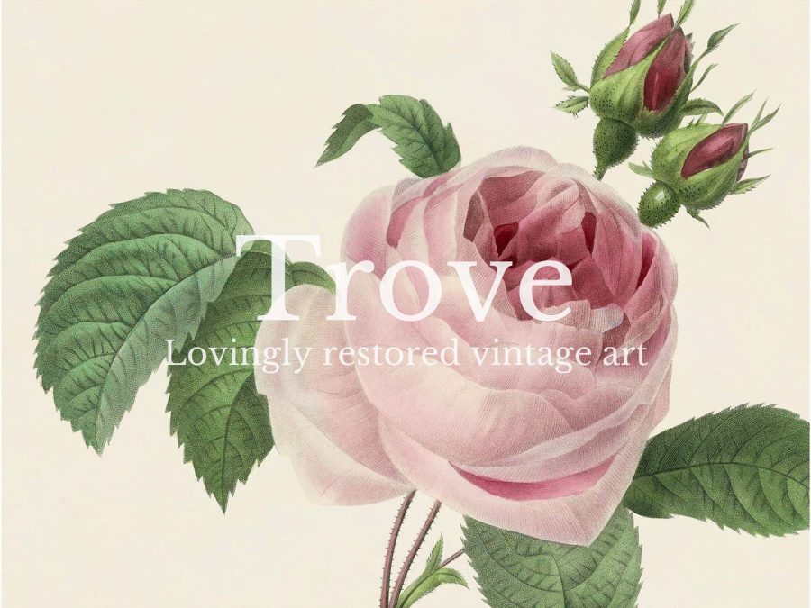 Pink Roses IV Vintage Art Print