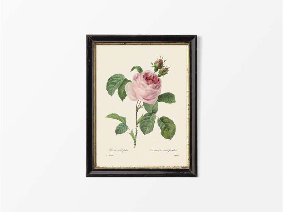 Pink Roses IV Vintage Art Print