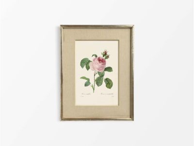 Pink Roses IV Vintage Art Print
