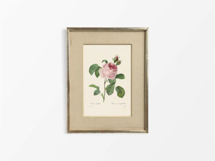 Pink Roses IV Vintage Art Print