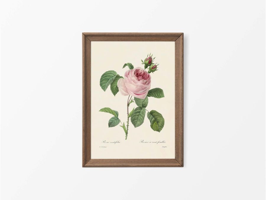 Pink Roses IV Vintage Art Print
