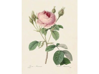 Pink Roses IX Vintage Art Print