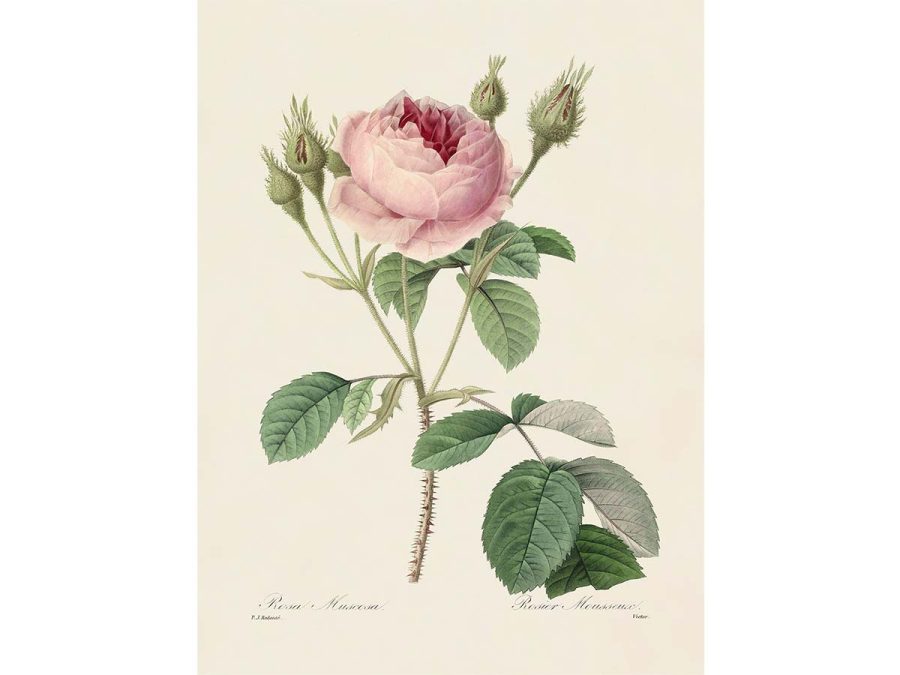 Pink Roses IX Vintage Art Print