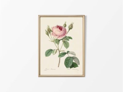 Pink Roses IX Vintage Art Print