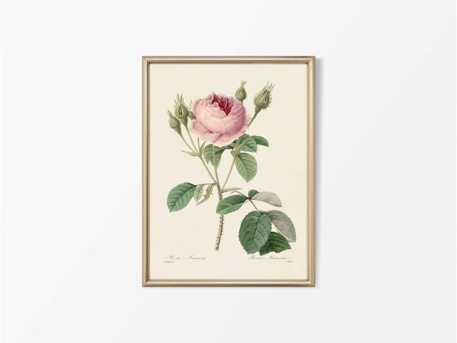 Pink Roses IX Vintage Art Print