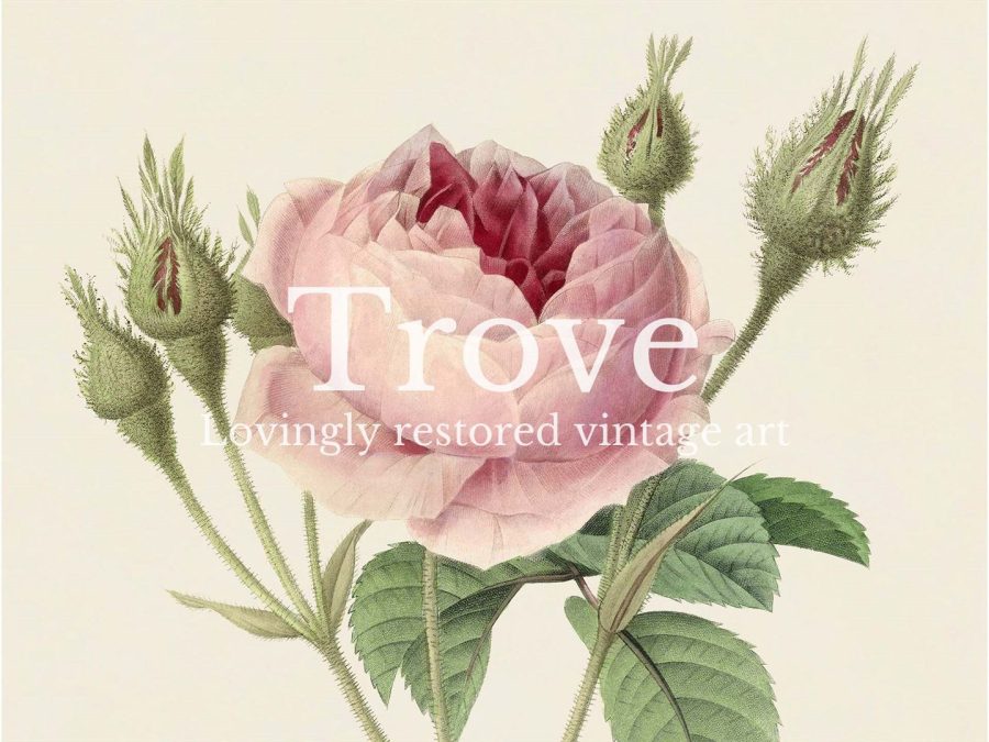 Pink Roses IX Vintage Art Print