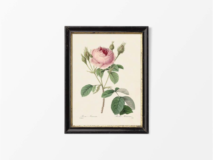 Pink Roses IX Vintage Art Print