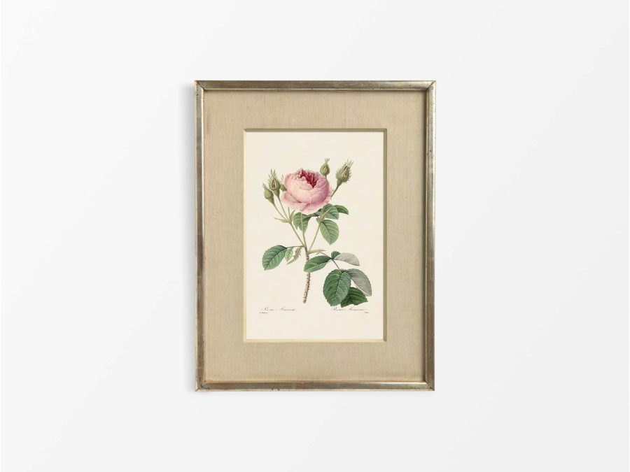 Pink Roses IX Vintage Art Print