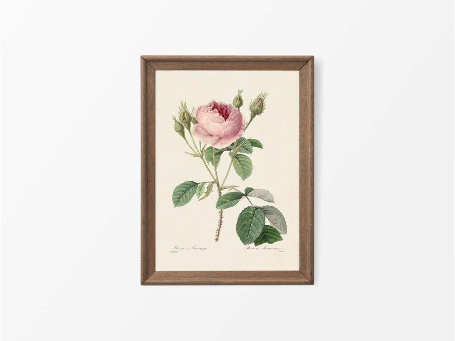 Pink Roses IX Vintage Art Print