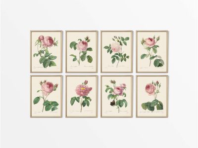 Pink Roses (Set of Eight) Vintage Art Prints