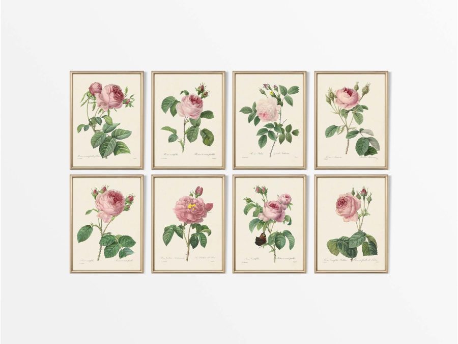 Pink Roses (Set of Eight) Vintage Art Prints