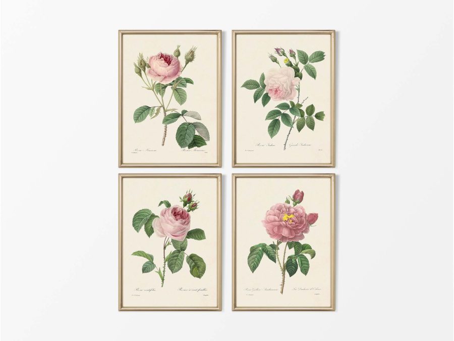 Pink Roses (Set of Four) Vintage Art Prints