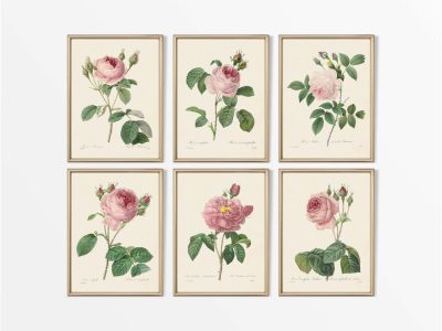 Pink Roses (Set of Six) Vintage Art Prints
