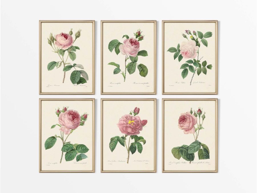 Pink Roses (Set of Six) Vintage Art Prints