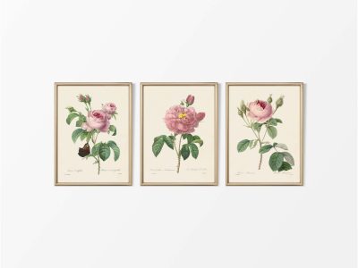 Pink Roses (Set of Three) Vintage Art Prints