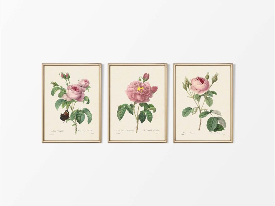Pink Roses (Set of Three) Vintage Art Prints