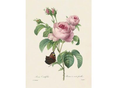 Pink Roses V Vintage Art Print