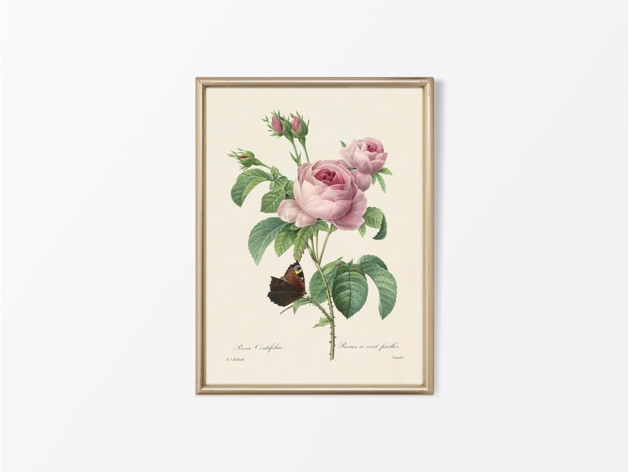 Pink Roses V Vintage Art Print
