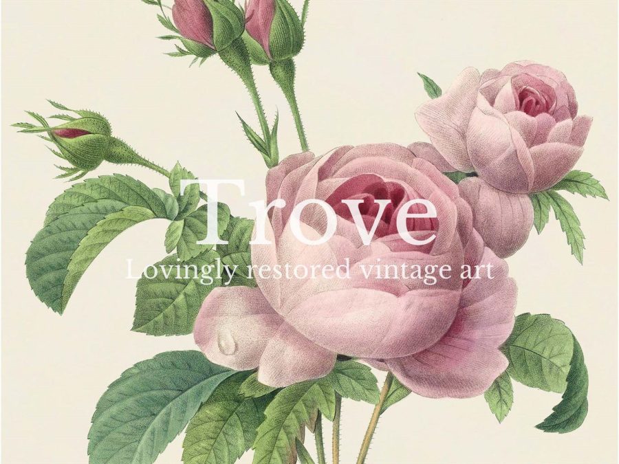 Pink Roses V Vintage Art Print