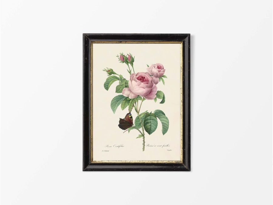 Pink Roses V Vintage Art Print