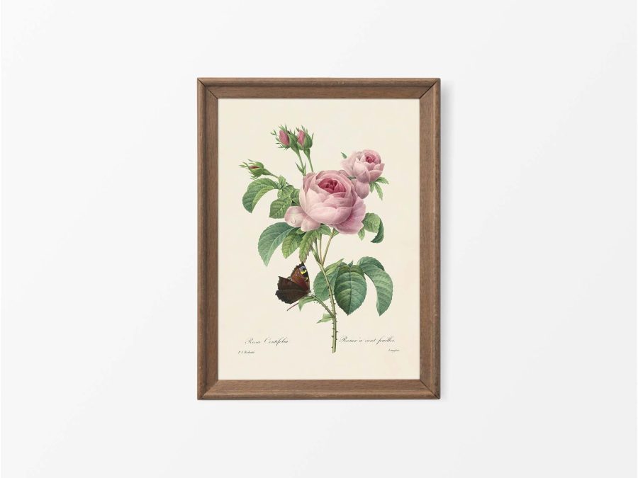 Pink Roses V Vintage Art Print