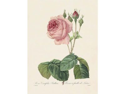 Pink Roses VI Vintage Art Print
