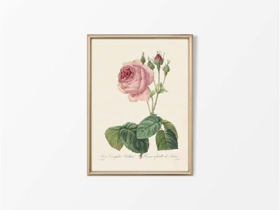Pink Roses VI Vintage Art Print