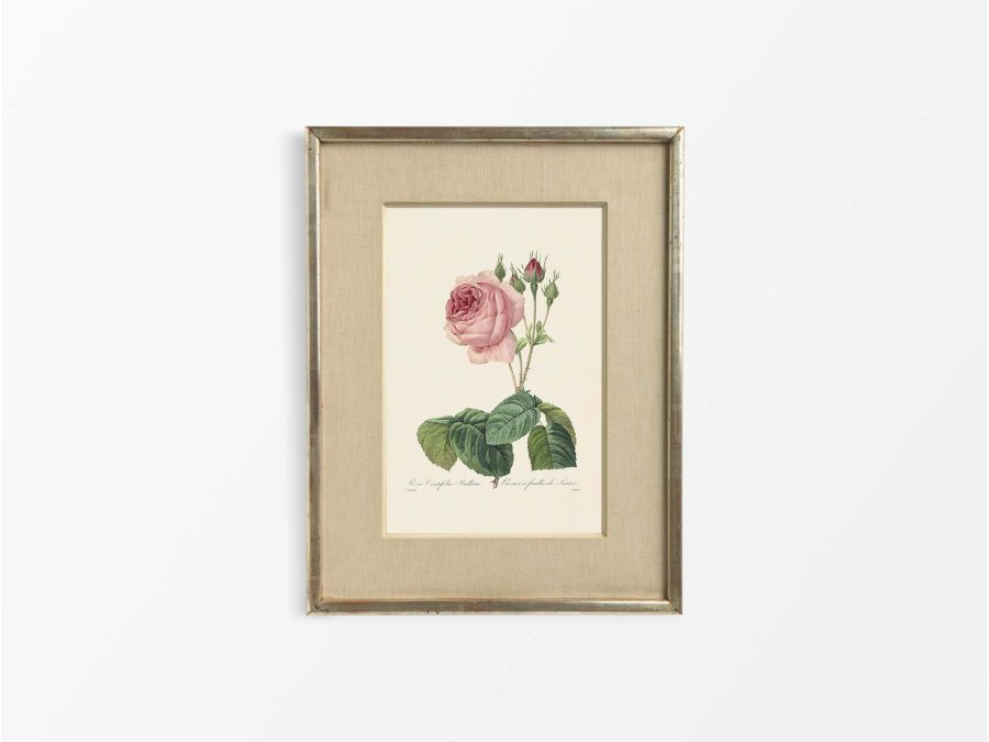 Pink Roses VI Vintage Art Print