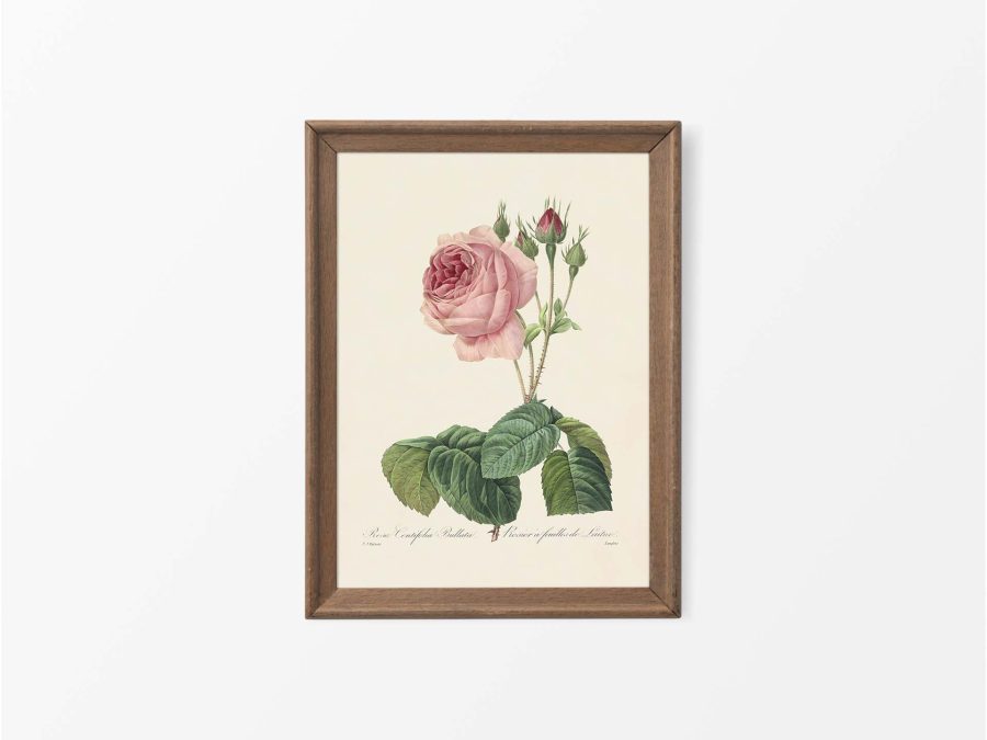 Pink Roses VI Vintage Art Print