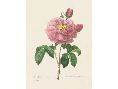 Pink Roses VII Vintage Art Print