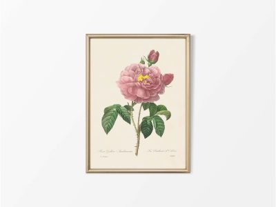 Pink Roses VII Vintage Art Print
