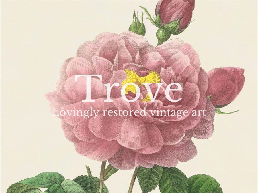 Pink Roses VII Vintage Art Print