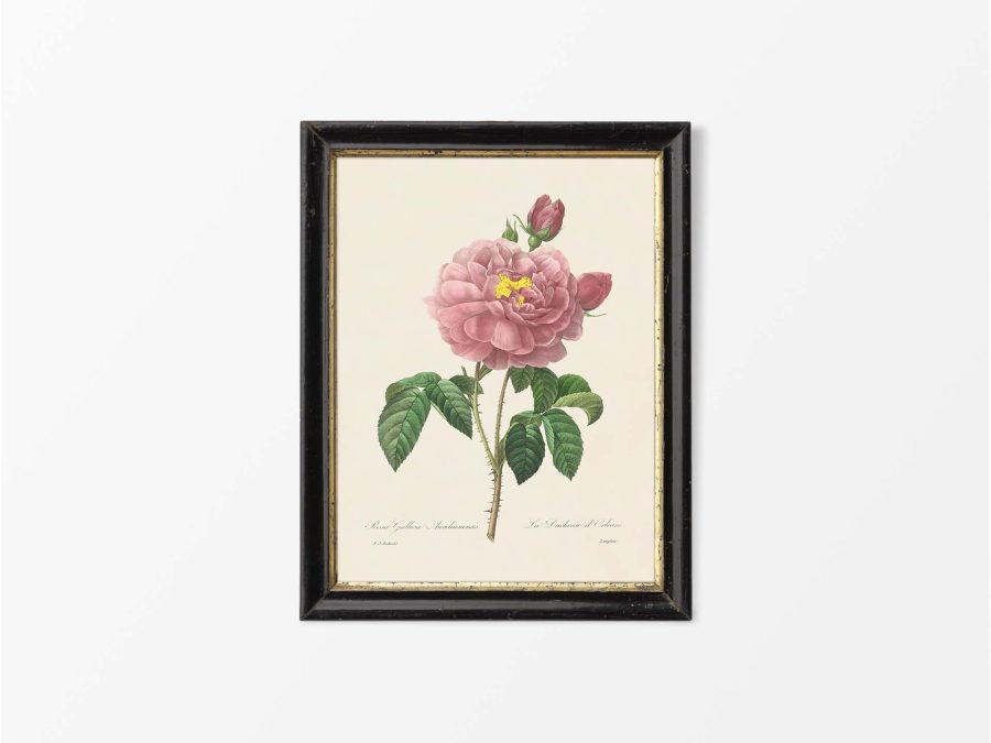 Pink Roses VII Vintage Art Print