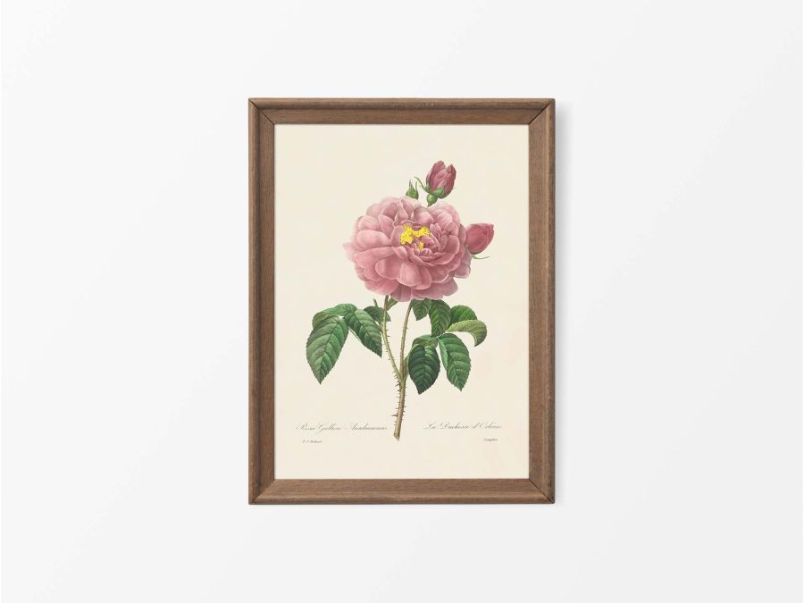 Pink Roses VII Vintage Art Print