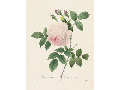 Pink Roses VIII Vintage Art Print